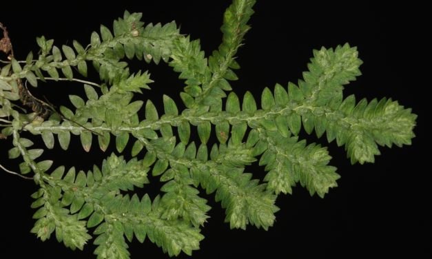 Selaginella muscosa