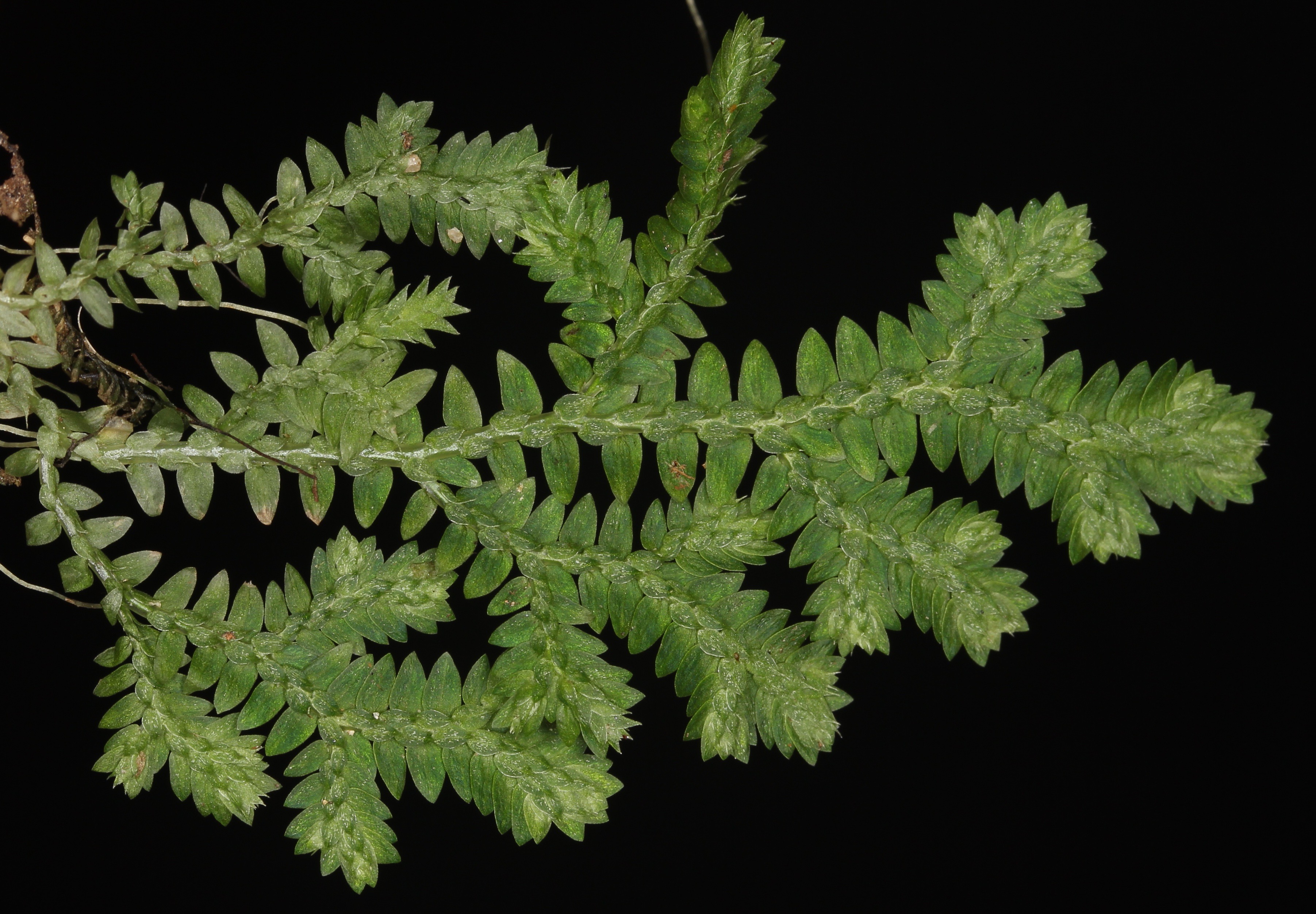 Selaginella muscosa