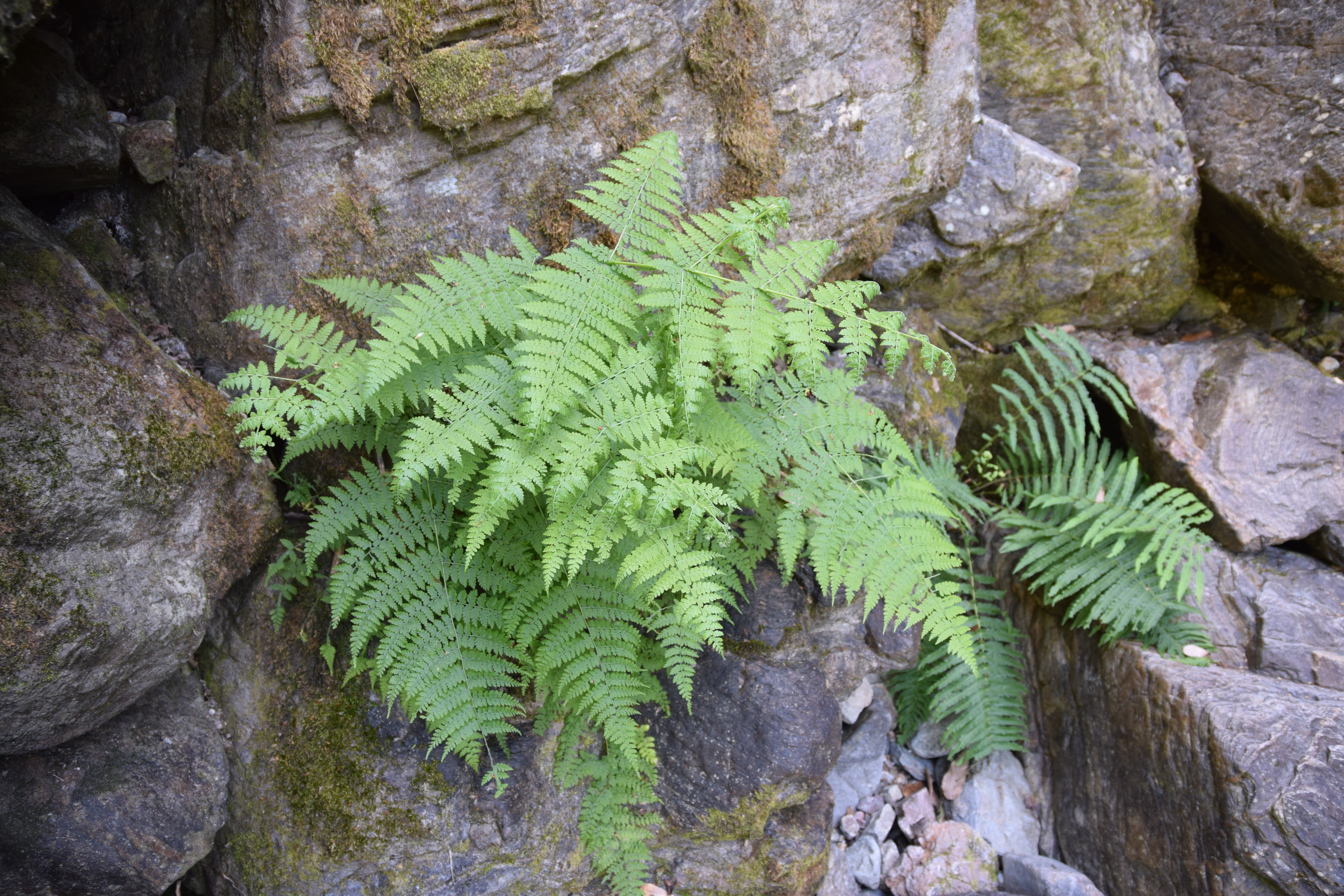 Dennstaedtia distenta