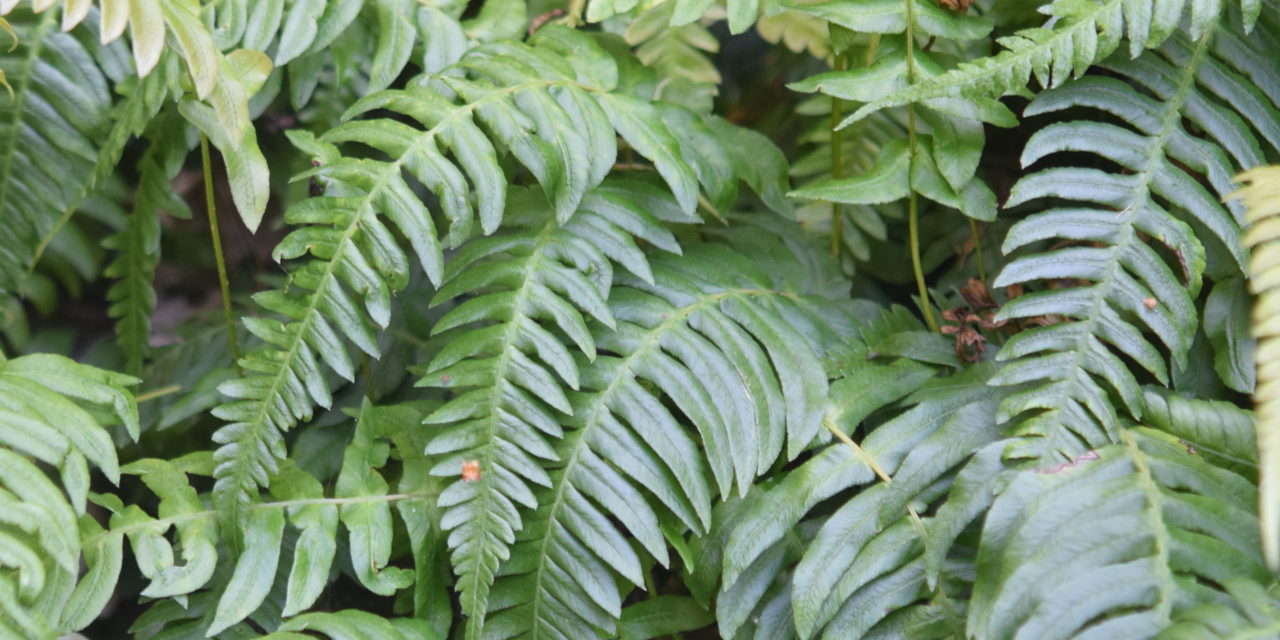 Blechnum appendiculatum