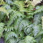 Blechnum appendiculatum