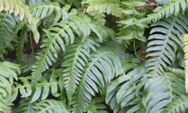 Blechnum appendiculatum