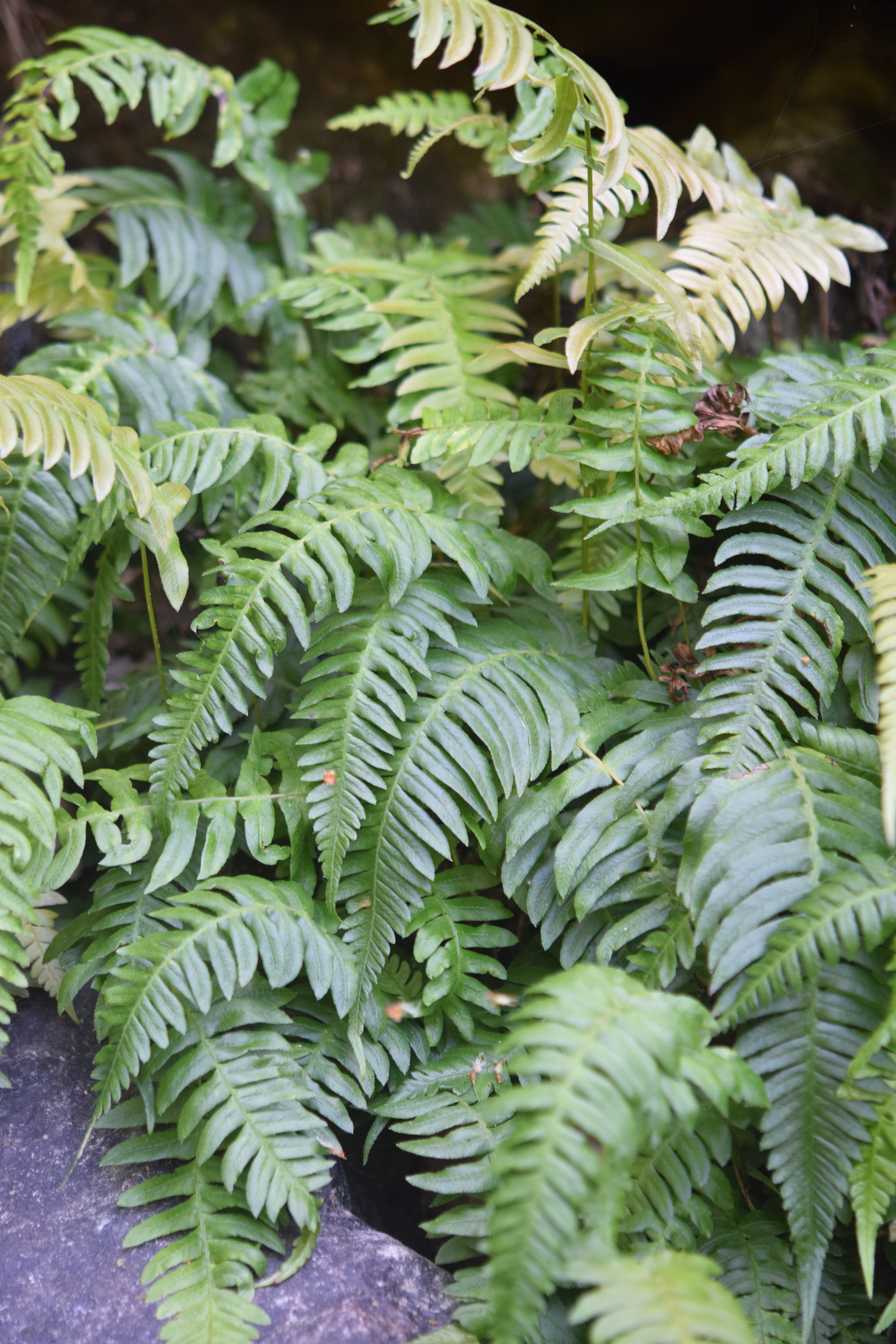 Blechnum appendiculatum