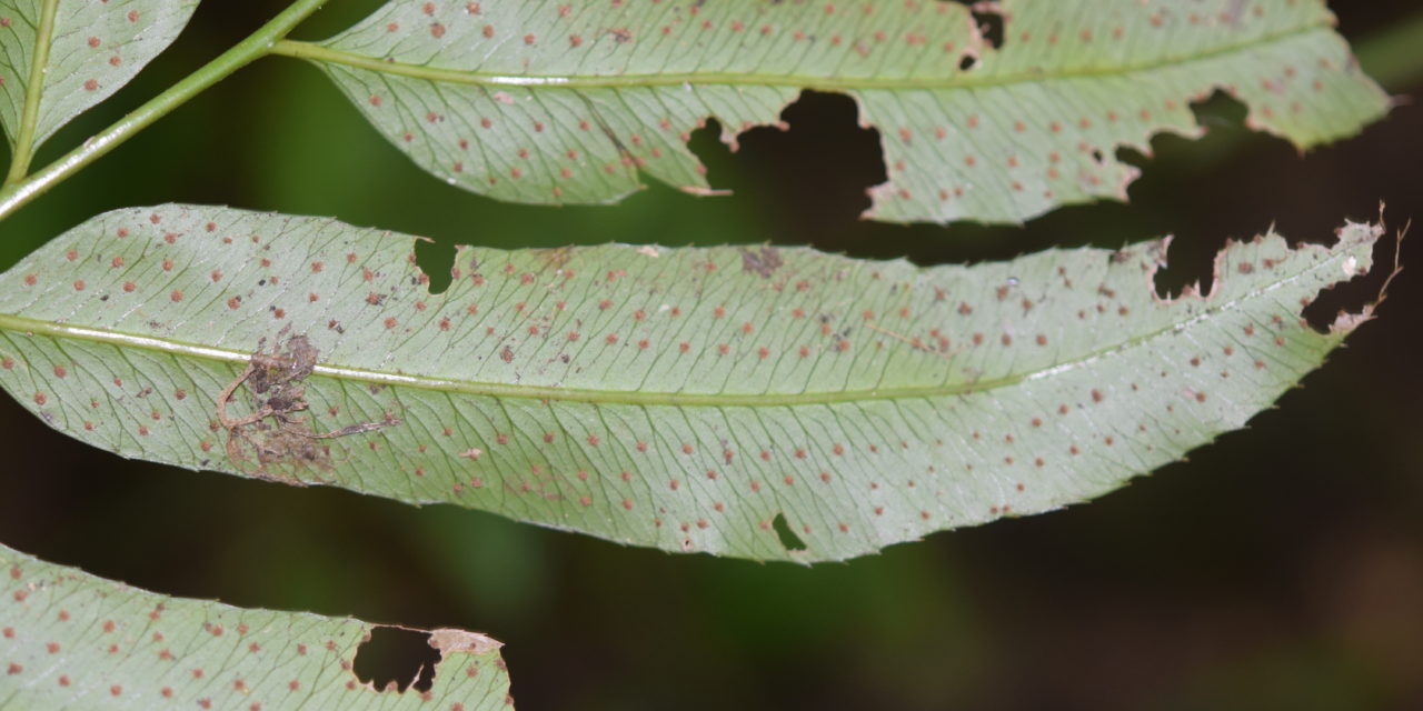 Phanerophlebia remotispora