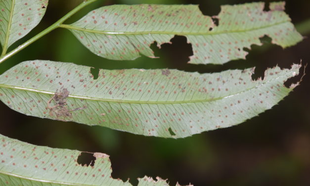 Phanerophlebia remotispora