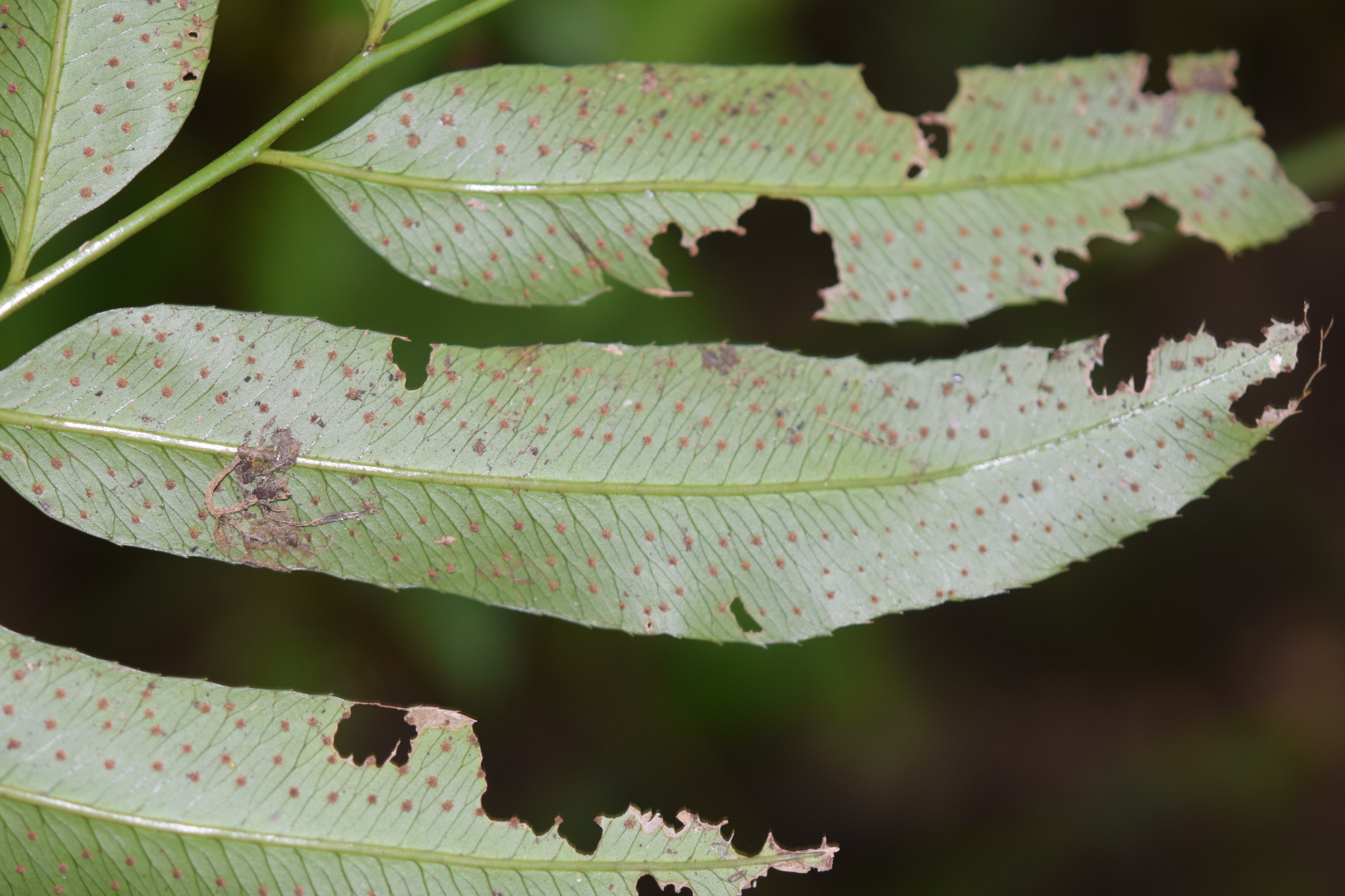 Phanerophlebia remotispora