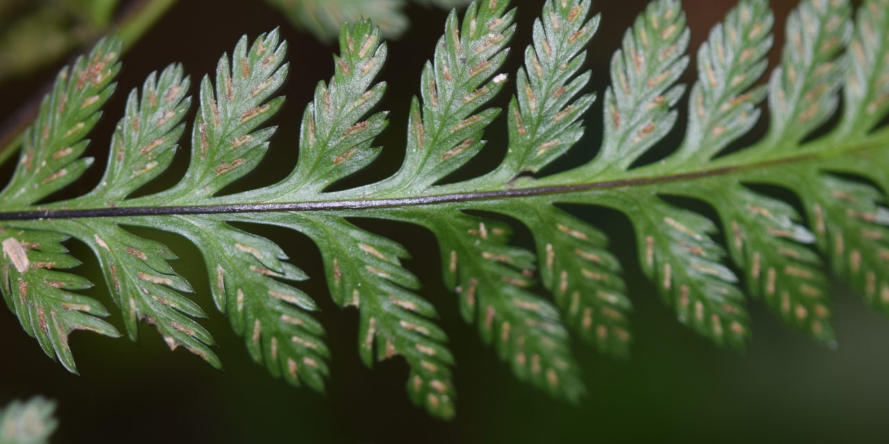 Asplenium achilleifolium