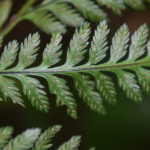 Asplenium achilleifolium