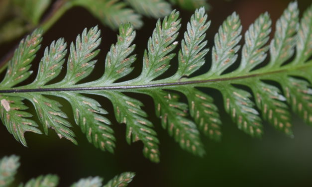 Asplenium achilleifolium