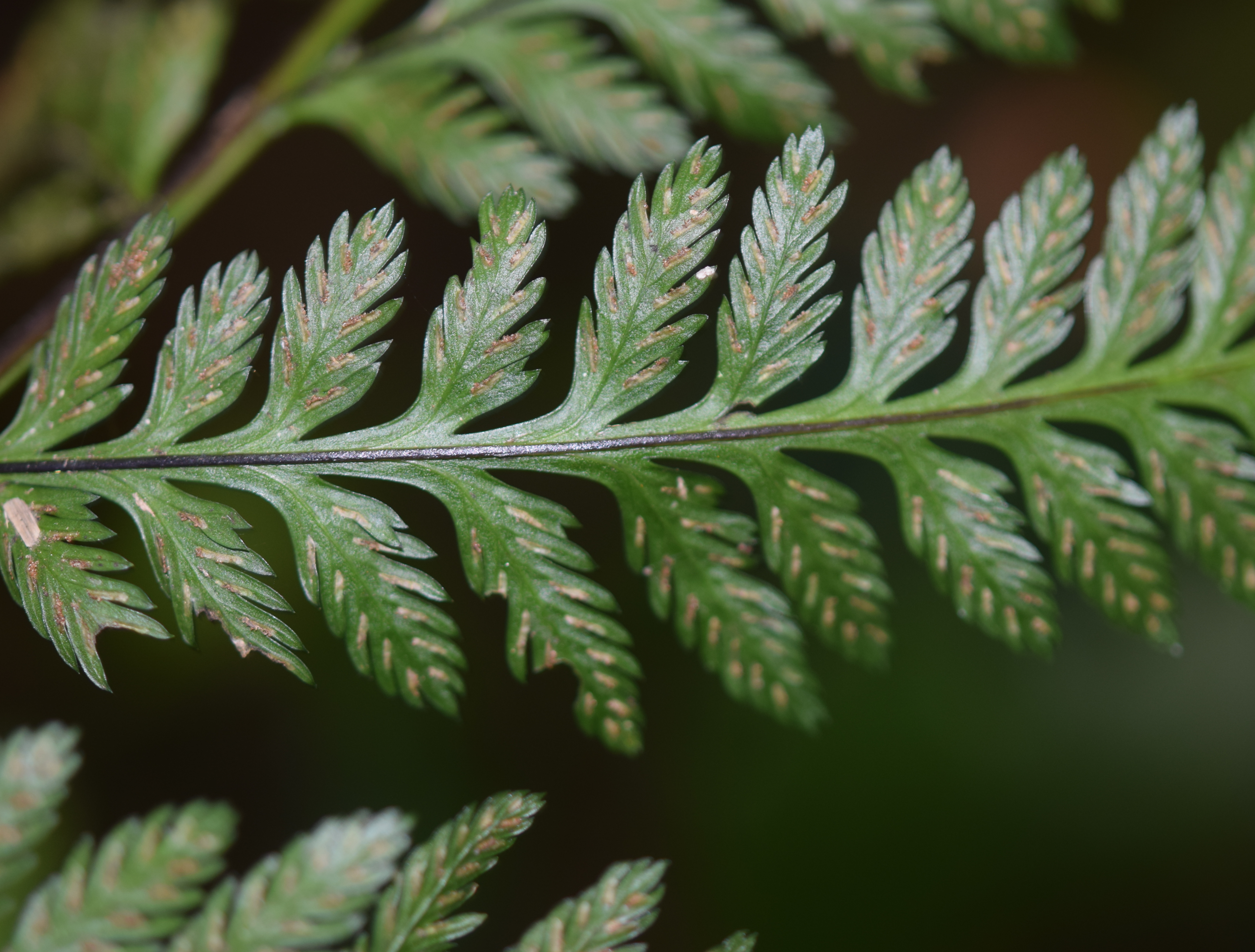 Asplenium achilleifolium