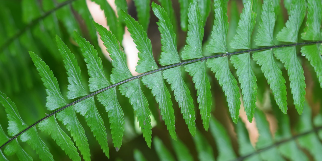 Asplenium potosinum