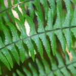 Asplenium potosinum