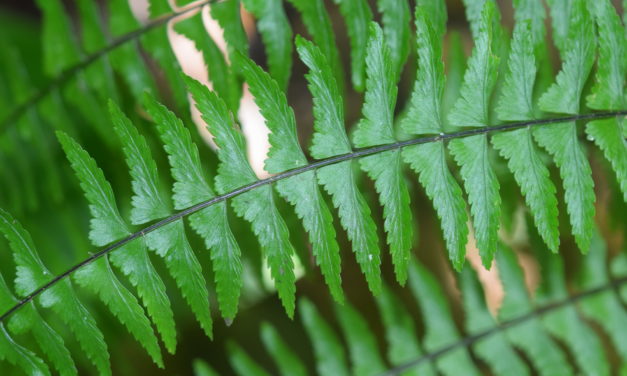 Asplenium potosinum