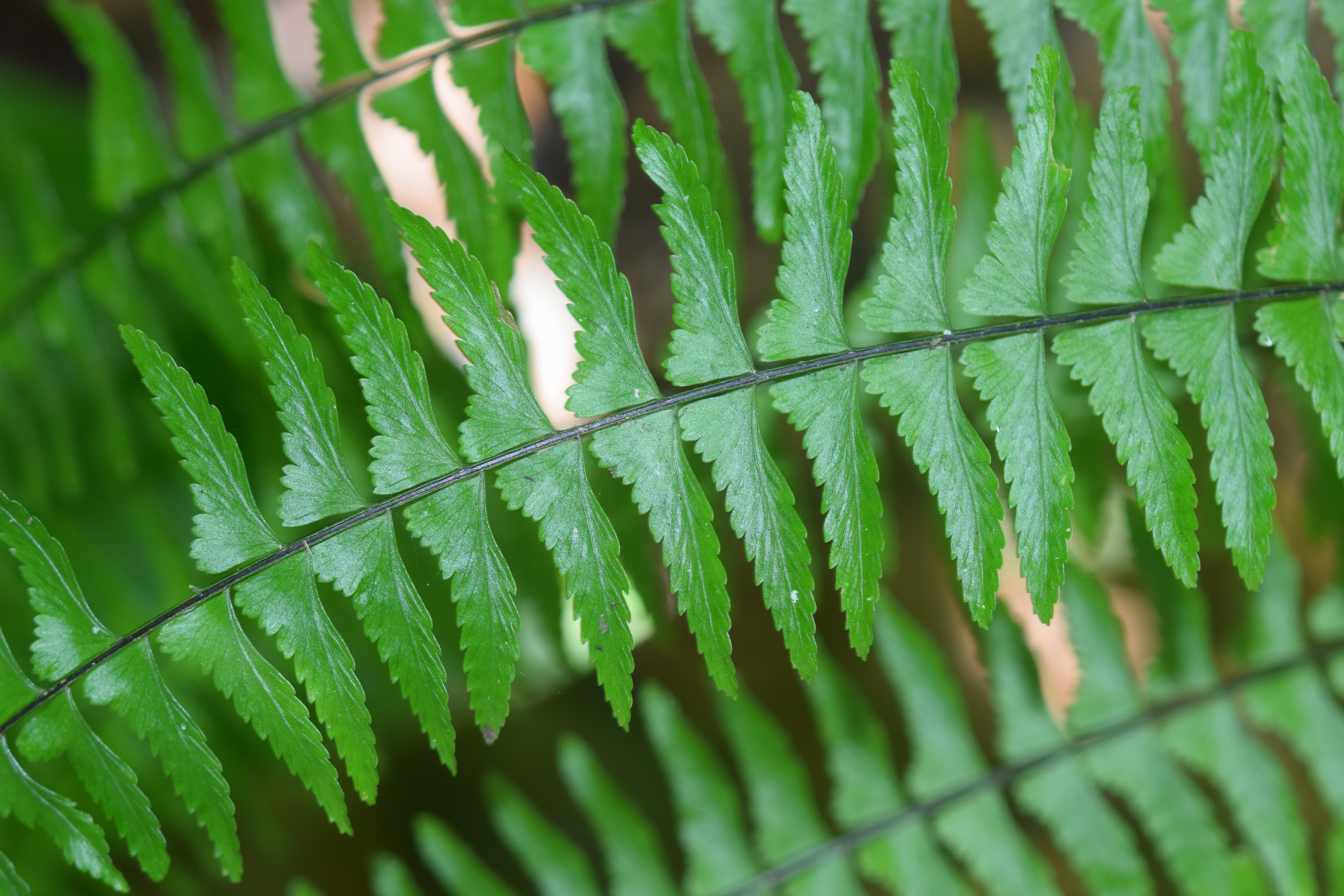 Asplenium potosinum