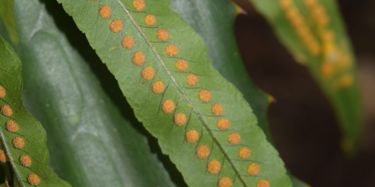 Polypodium puberulum