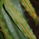 Polypodium puberulum