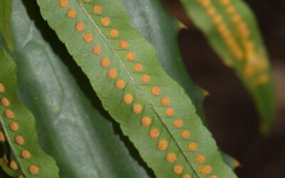 Polypodium puberulum