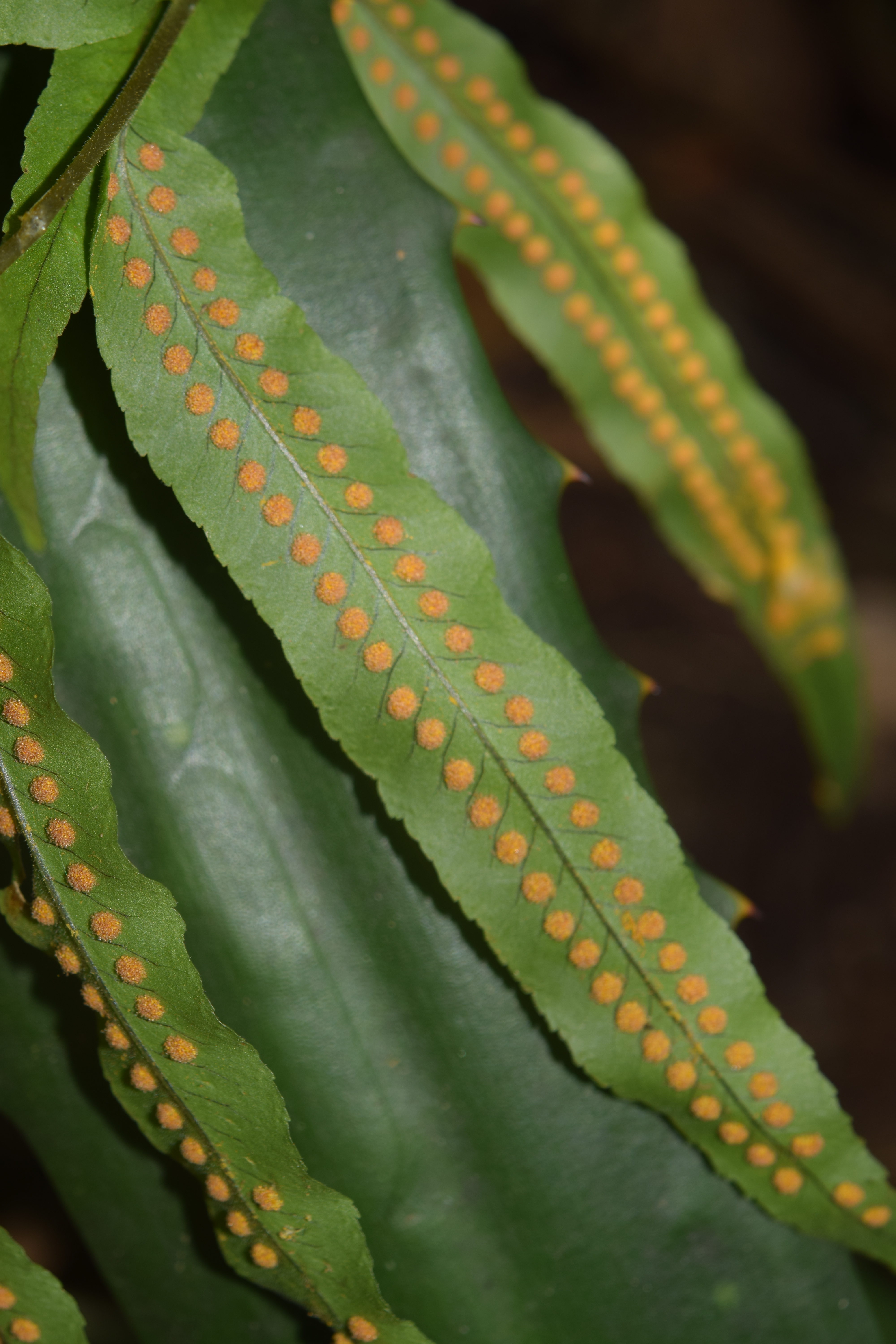 Polypodium puberulum