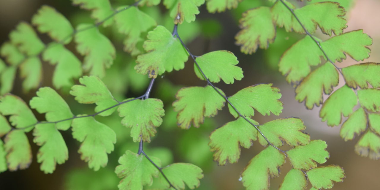 Adiantum concinnum