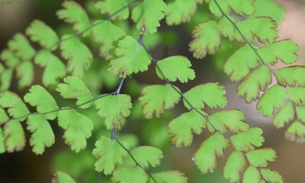 Adiantum concinnum