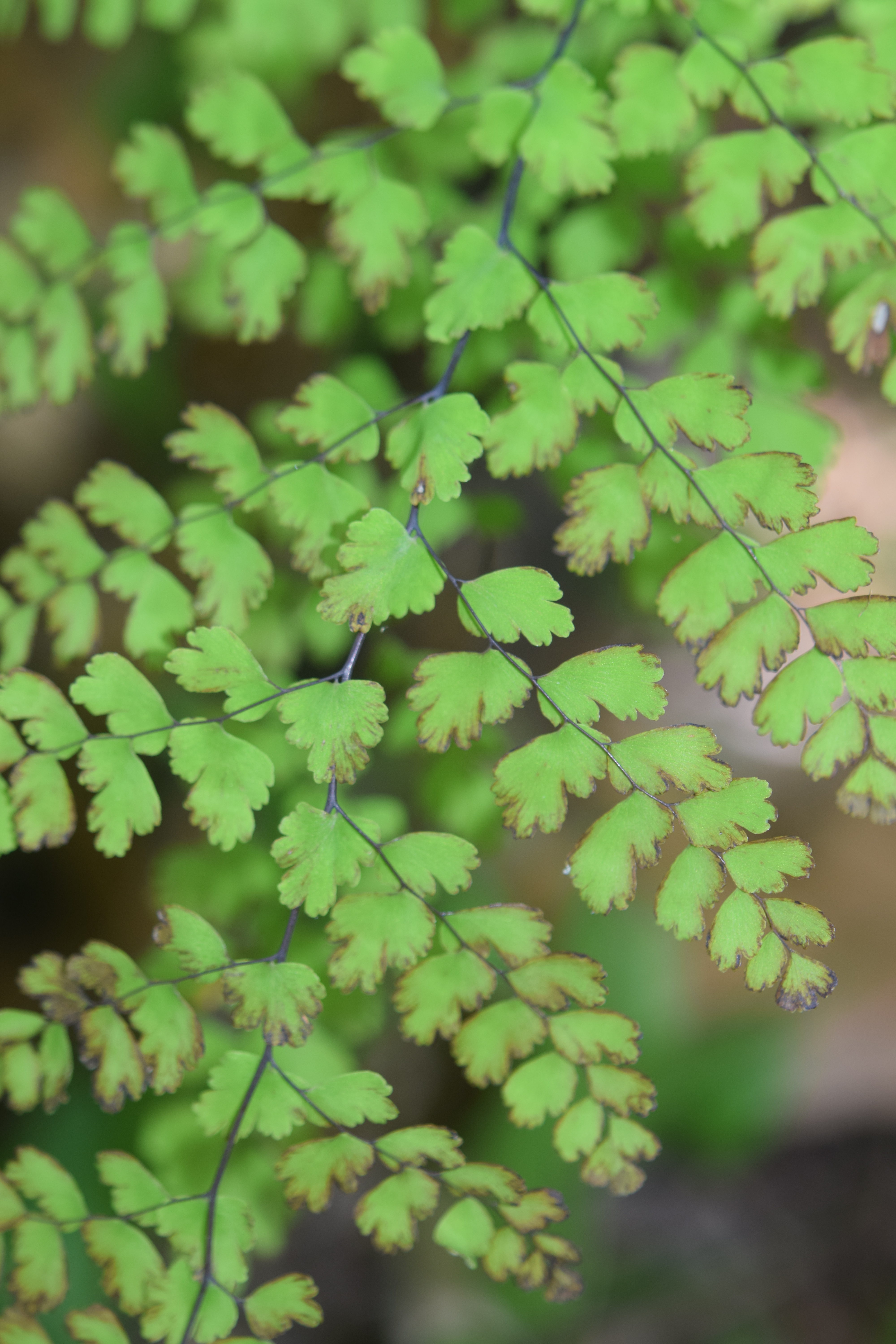 Adiantum concinnum