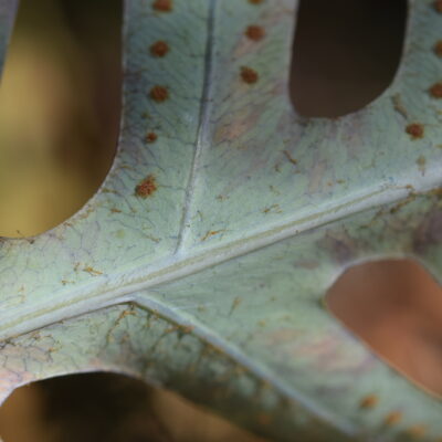 Phlebodium araneosum