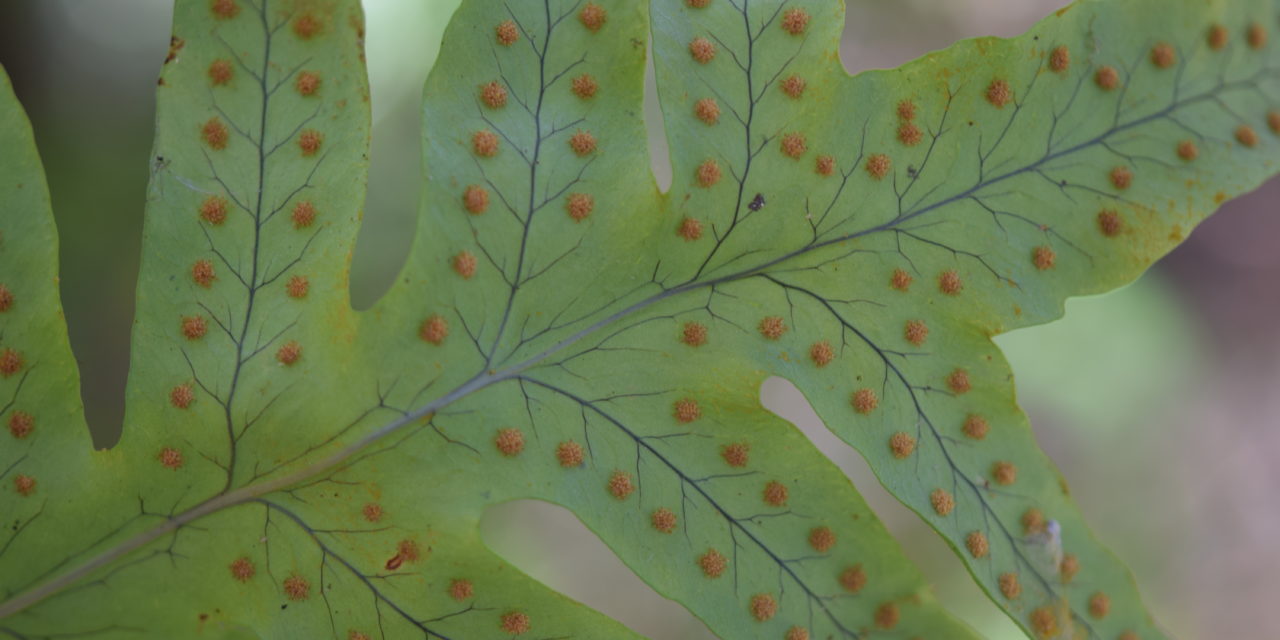 Polypodium arcanum var. bakeri