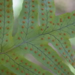 Polypodium arcanum var. bakeri