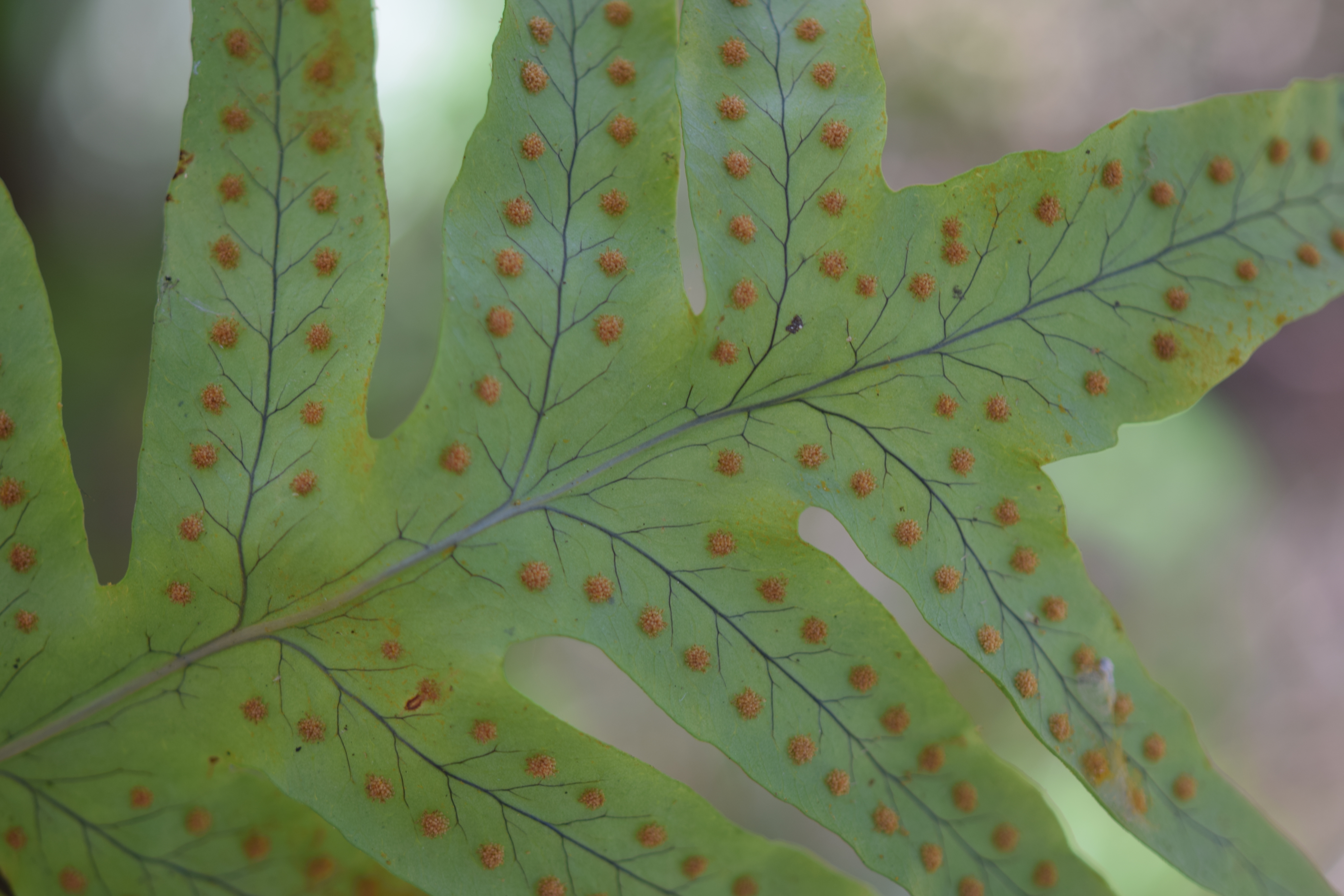 Polypodium arcanum var. bakeri