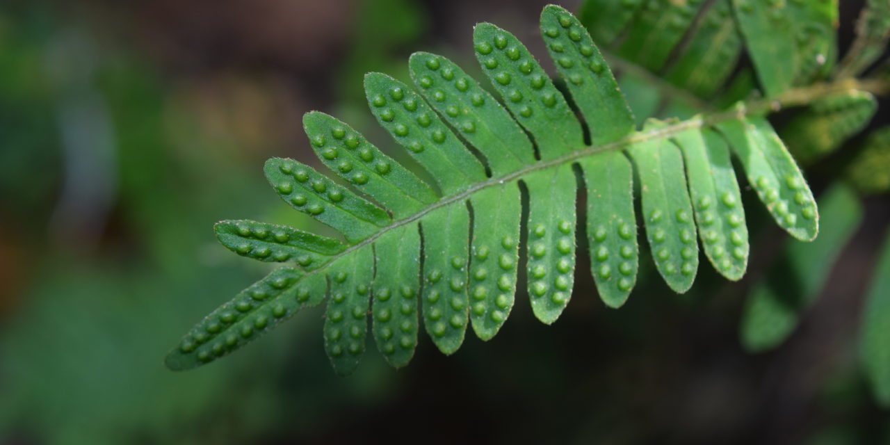 Pleopeltis polypodioides var. aciculare