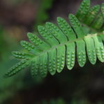 Pleopeltis polypodioides var. aciculare