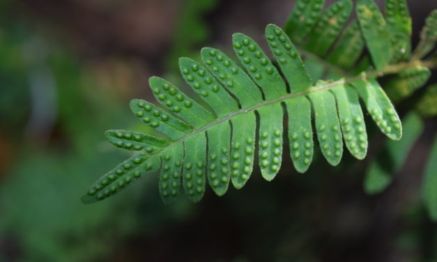 Pleopeltis polypodioides var. aciculare