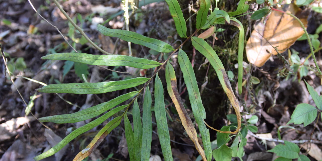 Polypodium fraternum