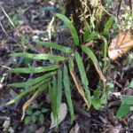 Polypodium fraternum