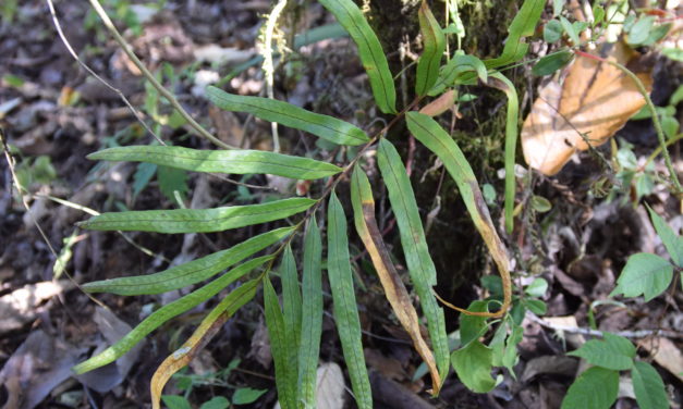 Polypodium fraternum