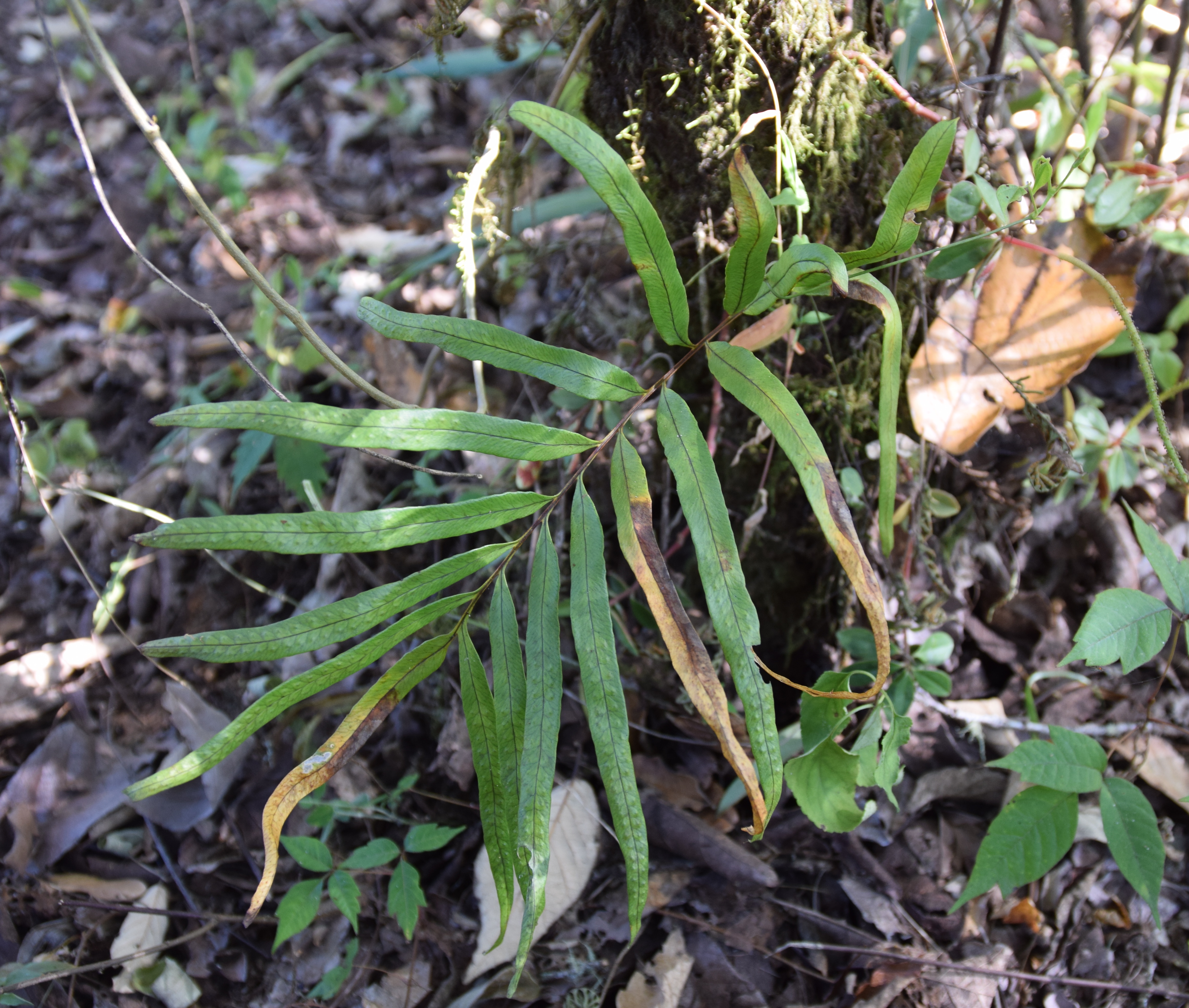 Polypodium fraternum