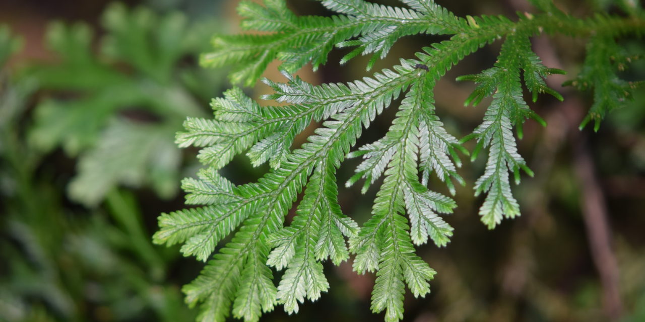 Selaginella martensii