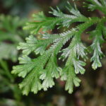 Selaginella martensii