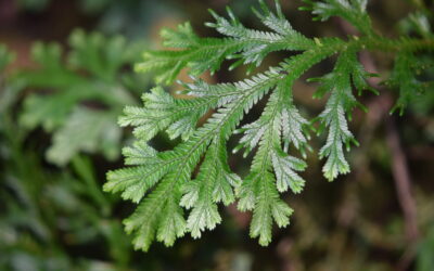 Selaginella martensii