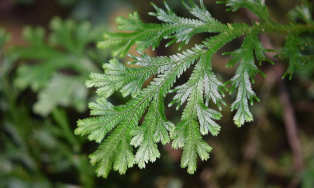 Selaginella martensii