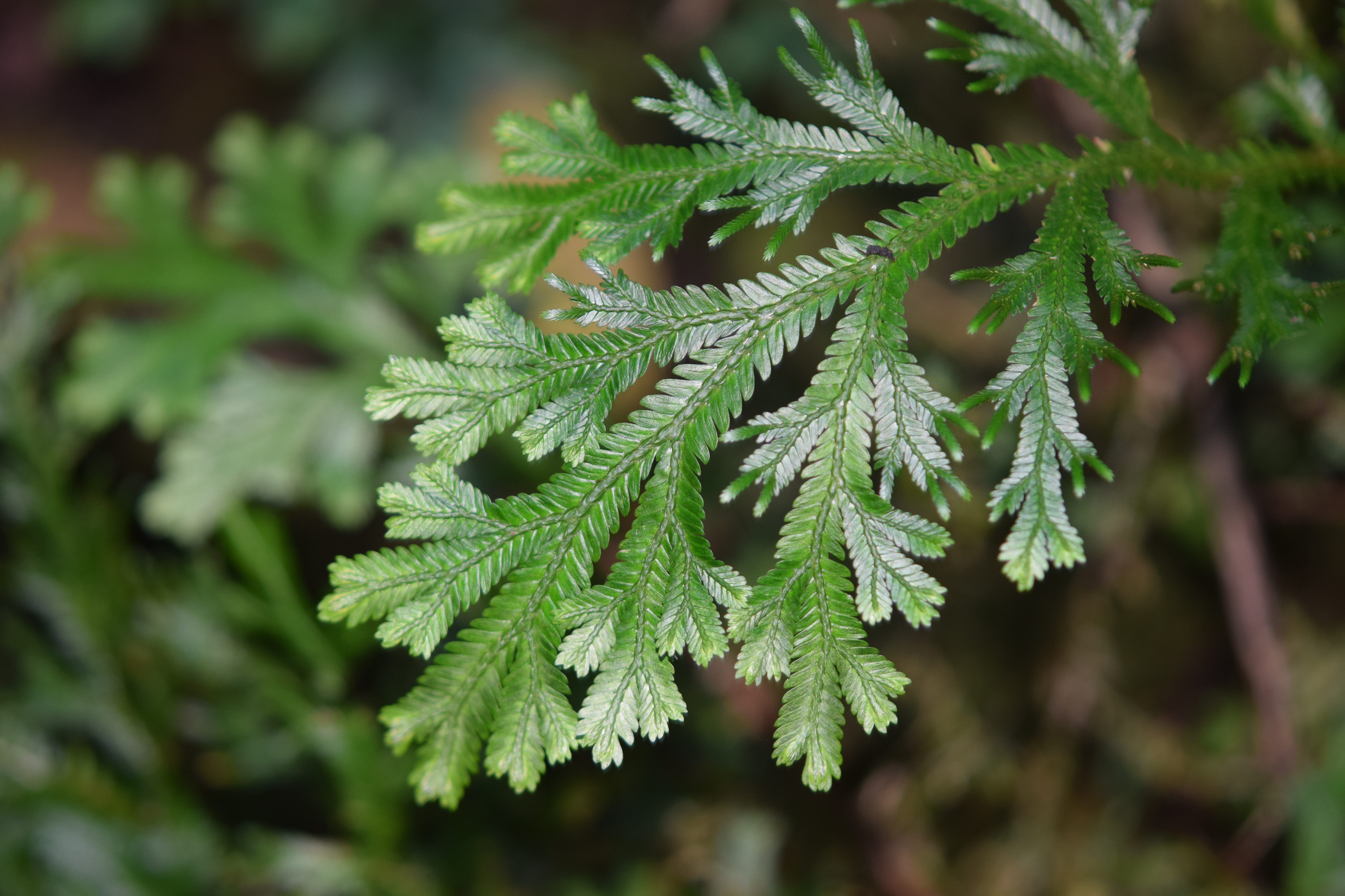 Selaginella martensii