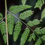 Dryopteris cinnamomea