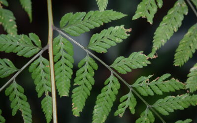 Dryopteris cinnamomea