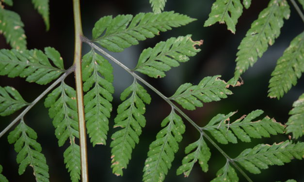 Dryopteris cinnamomea