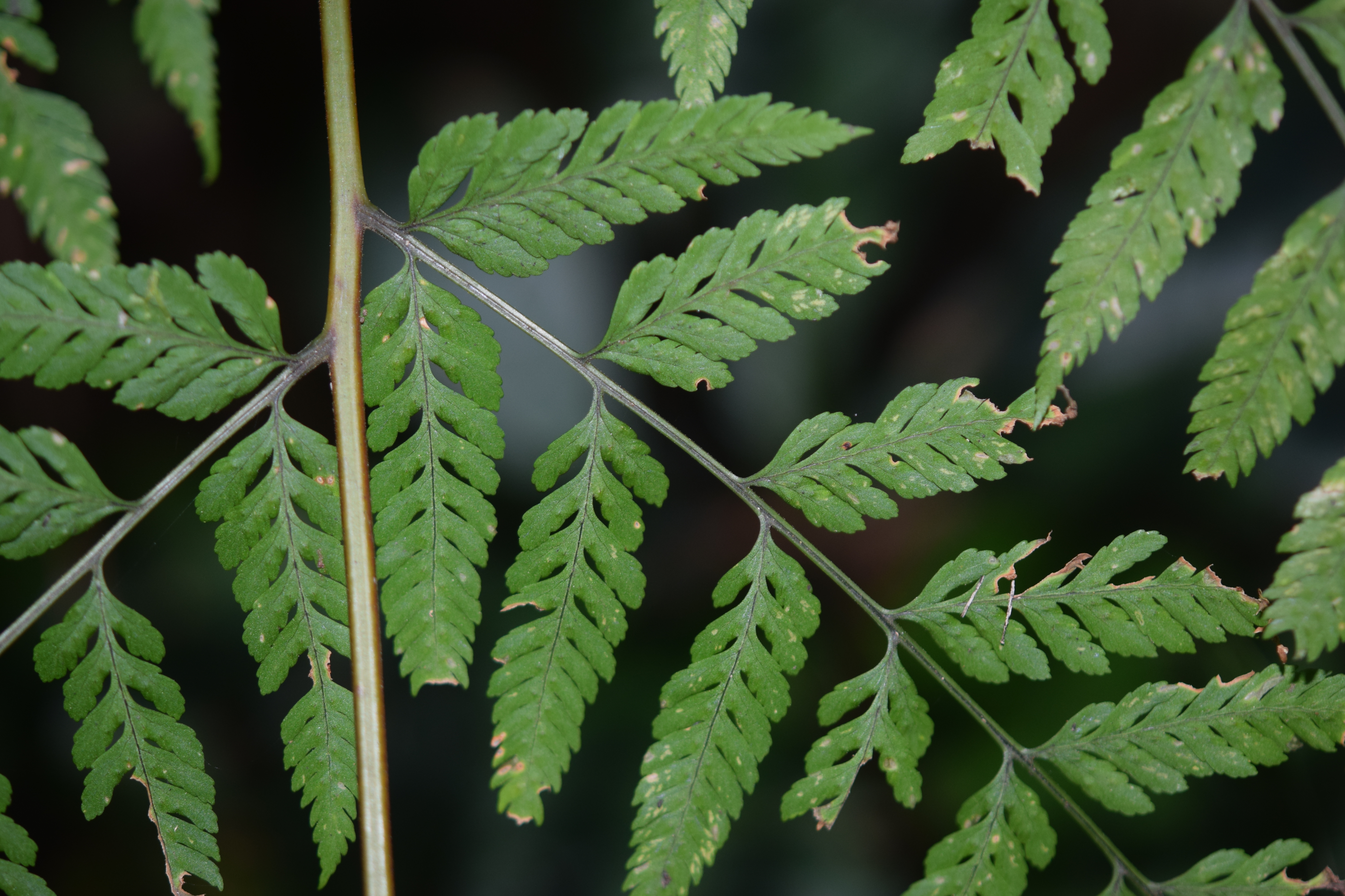 Dryopteris cinnamomea