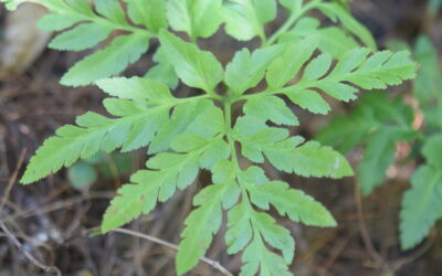 Sceptridium decompositum