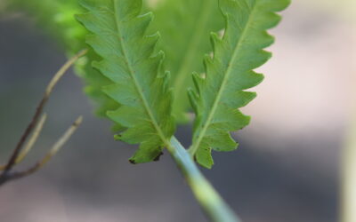 Cyclosorus interruptus