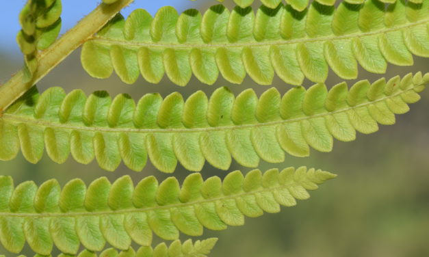 Osmundastrum cinnamomeum