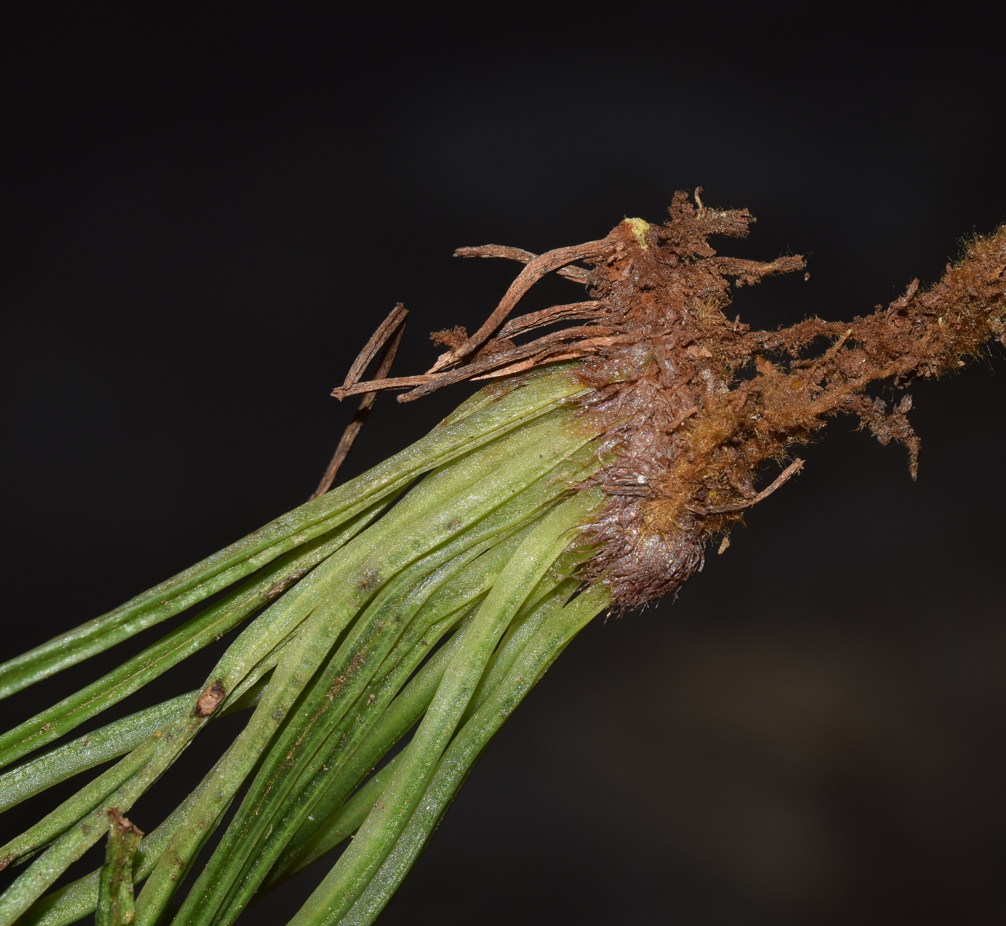 Vittaria flavicosta