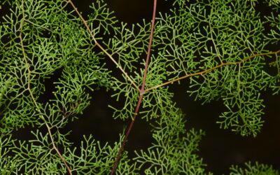 Odontosoria schlechtendalii